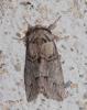 Drymonia velitaris